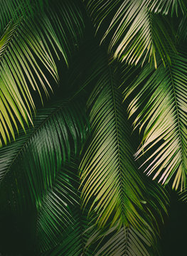 Tropical palm leaf background