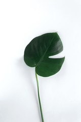 Flat lay tropical leaves Monstera on white background. Top view