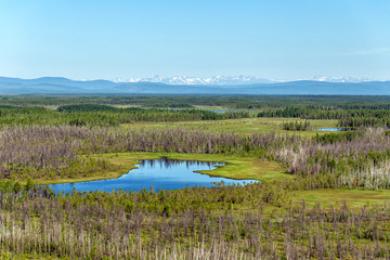 Endless forests. Northern landscape. Impenetrable swamps in the north