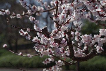 桜