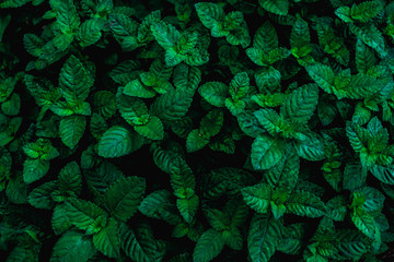 Fototapeta na wymiar closeup nature view of green leaf, dark wallpaper concept, nature background, tropical leaf