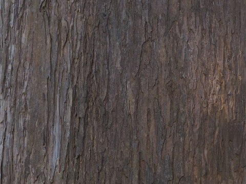 Embossed texture of the bark of oak. Panoramic photo of the oak texture