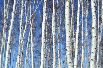 Birch forest. 