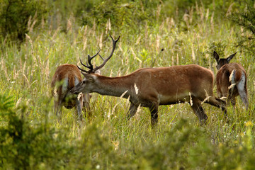 The red deer (Cervus elaphus) in Zlatna greda, Kopački irt