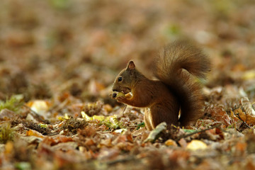 Naklejka na ściany i meble The red squirrel or Eurasian red squirrel (Sciurus vulgaris) in autumn