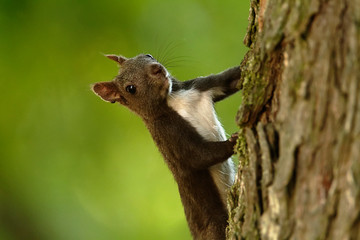 The red squirrel or Eurasian red squirrel (Sciurus vulgaris) in autumn