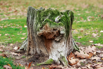 old rotten tree stump