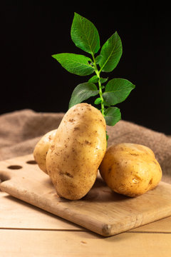 Raw potato food . Fresh potatoes with leaf on wooden ,black background. selective focus