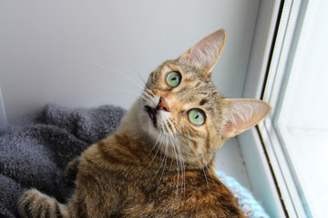 Cute fluffy cat with green eyes lies near the window in bright light