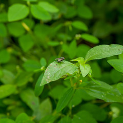 Partial focus image the Blow fly, Greenbottle fly or Lucilia sericata perched on the leaf. Photographed at close range, outdoor with the blurred background.