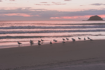 Amanecer en la playa brasilera con aves