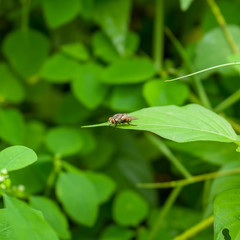 Partial focus image the Blow fly, Greenbottle fly or Lucilia sericata perched on the leaf. Photographed at close range, outdoor with the blurred background.