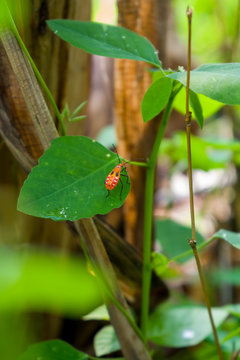 Various image of Red cotton stainer or Dysdercus cingulatus bugs. Photographed on the green leaf, with the blurred background.