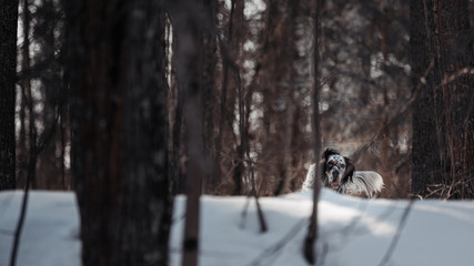 english setter on a winter background