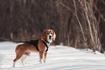 beagle in a running harness