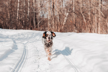 english setter on a winter background