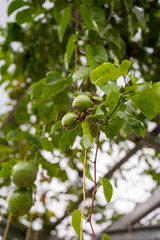 Soft focus image of the unripe fresh green Passion fruits or Passiflora edulis, photographed at close range on the branches with blurred background and natural light.