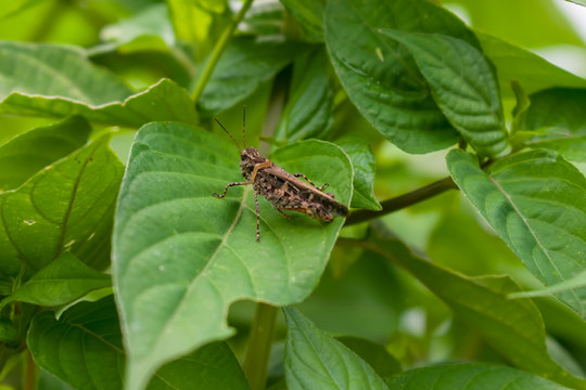 The image of Grasshoppers from the family of Acrididae or Oedaleus infernalis. Photographed at close range on the leaf with green leaf color as background.
