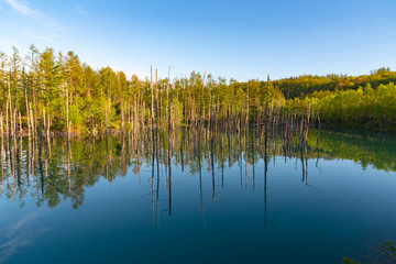 Blue pond ( Aoiike ) with reflection of tree in clear blue sky sunny day, a very beauty and popular sightseeing spot located near Shirogane Onsen in Biei Town, Hokkaido, Japan