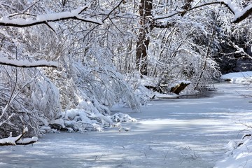 Shrubs and rtee covered with snow.Ice, water, nature and frost magic.