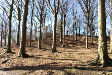 Trees in the park