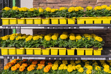 Calendula flowers (Calendula officinalis) in pots at floral market