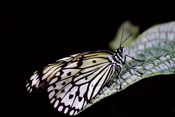 Fototapeta na wymiar A magnificent butterfly of the white tree nymph sits isolated against a black background on a leaf in close-up with space for text
