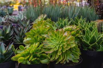 Succulent plants and cacti on sale at local floral market in California.