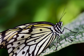 Fototapeta na wymiar A magnificent butterfly of the white tree nymph sits in front of a green background on a leaf in the tropical rain forest in close-up