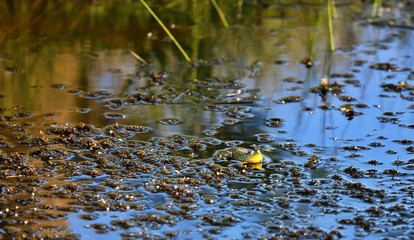 bullfrog