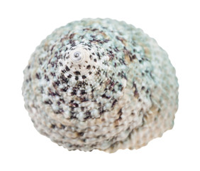 helix of slit snail isolated on white