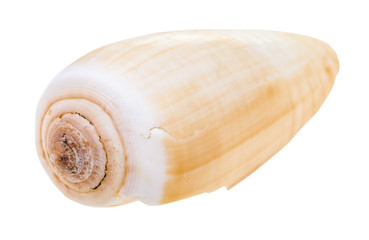 shell of conus snail isolated on white