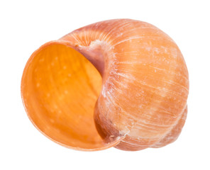 empty orange shell of snail isolated on white