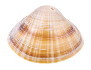 brown shell of clam perforated for making beads