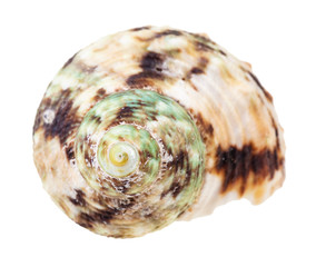 helix brown spotted conch of whelk mollusc