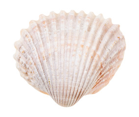 pink conch of cockle isolated on white