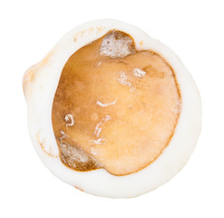 empty old yellow brown shell of clam isolated