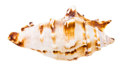 conch of sea snail isolated on white