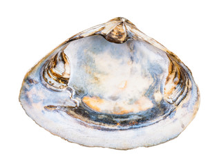 empty old seashell of clam isolated on white