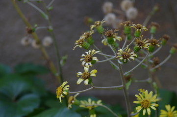 枯れかけたツワブキの花