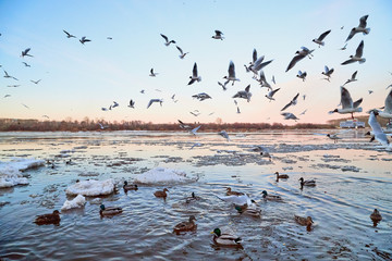 Many gulls flying over ice floes in the ice drift on the river in the evening at sunset