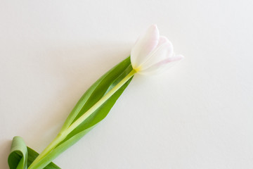 lonely soft pink tulip on a white background