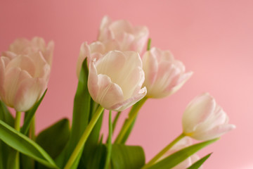 bouquet of pink tulips on a bright pink background