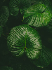 Dark green tropical leaves with raindrops