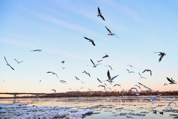 Many gulls flying over ice floes in the ice drift on the river in the evening at sunset