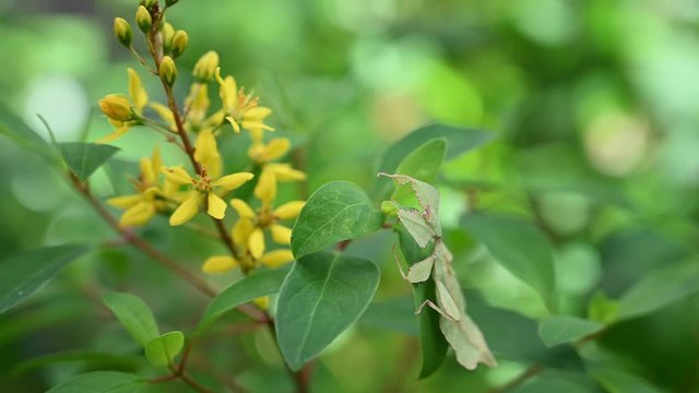Leaf Insect, Phyllium westwoodii; sticking on a leaf pretending to be a part of the ensemble while the plant moves along with the wind in the afternoon.