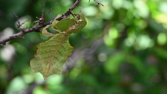 Leaf Insect, Phyllium westwoodii; hanging upside down on a bare twig and also moving as if blown by the wind after feeling a gentle breeze to complete its mimic.