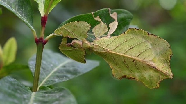 Leaf Insect, Phyllium westwoodii; motionless for awhile and then moves a little and stops to pretend as a leaf again as part of the plant.