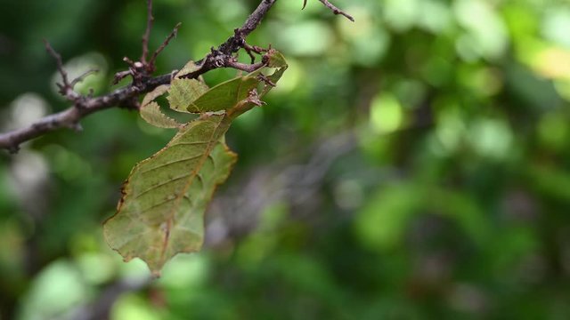 Leaf Insect, Phyllium westwoodii; hanging upside down a bare twig while chewing on something and moves a little as a gentle wind blows to mimic a real leaf.