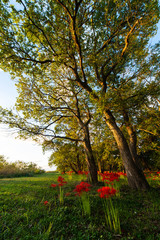 朝の太陽光を浴びる樹木と彼岸花